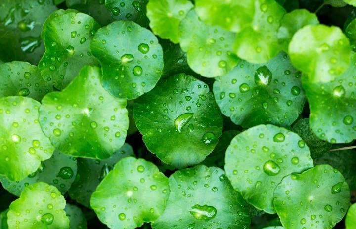 Gotu Kola And Benefits Naturenews Africa