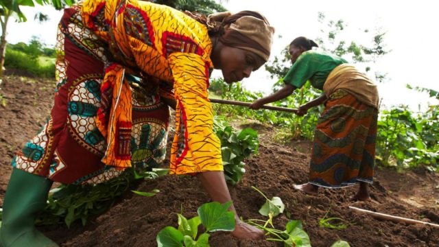 4,418 farmers to benefit from Nigeria CARES agric. project in Edo ...