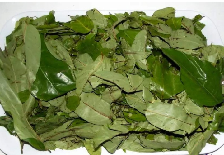 Numerous benefits of Oha leaves - Naturenews.africa