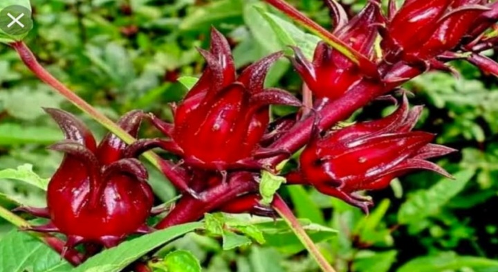 Zobo: Amazing benefits - Naturenews.africa