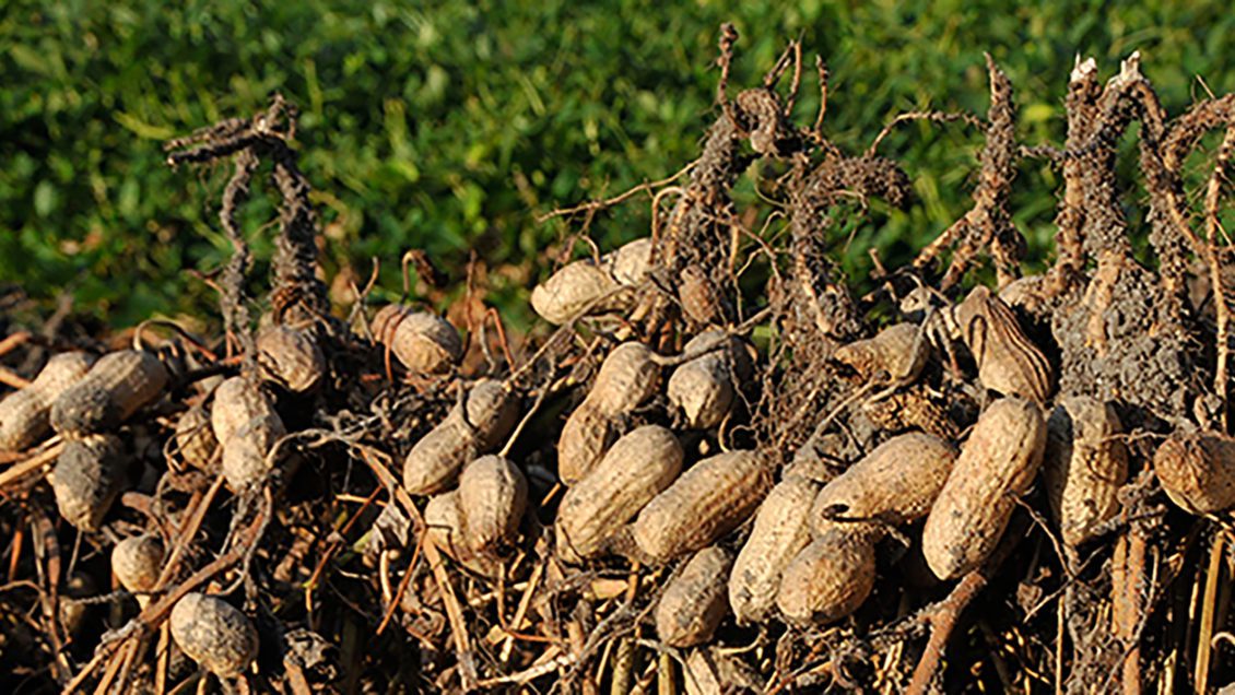Solarpowered dryers boost peanut production in Togo Naturenews.africa