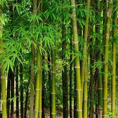 FactCheck Is Bamboo Really Stronger than Steel? Naturenews.africa