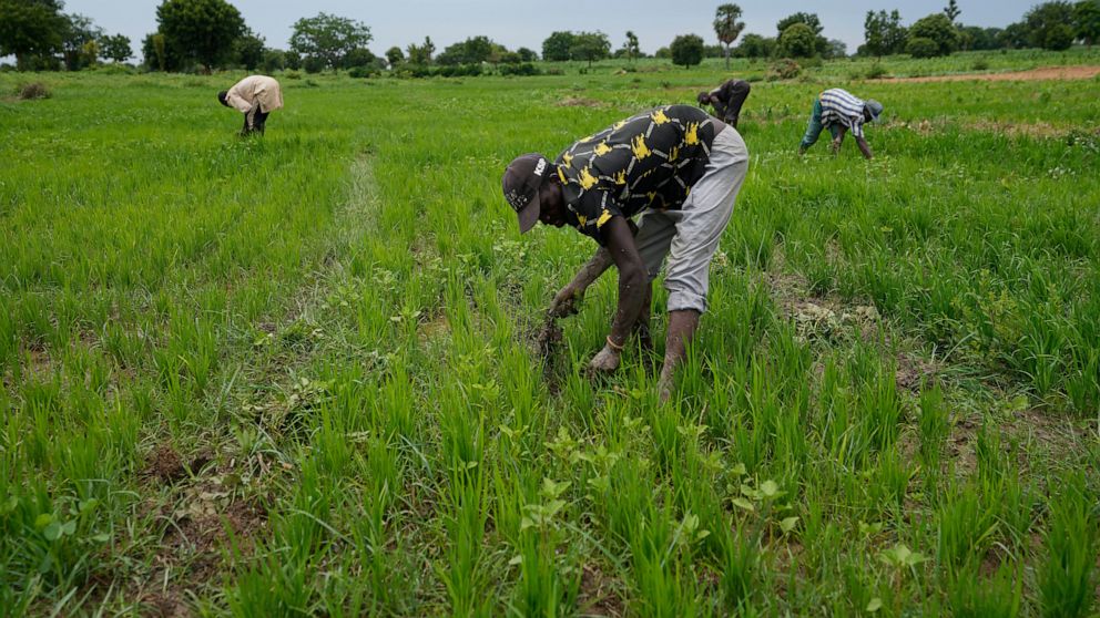 IMF and World Bank are urged to boost funding for African nations ...