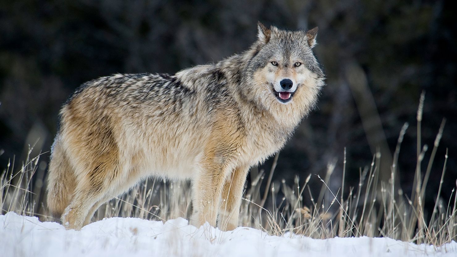 Nature Life The Wolf And Nature Naturenews africa Nature Life The Wolf And Nature Naturenews africa