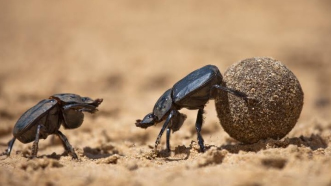 Nature Life: Beetles And Nature - Naturenews.africa