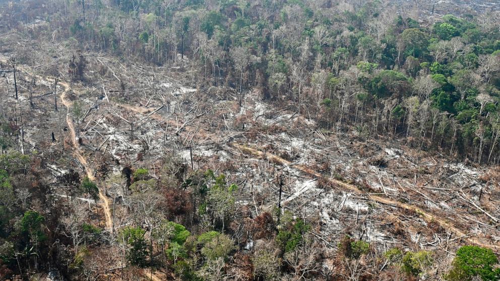 Study links Amazon deforestation to drier, hotter dry seasons ...