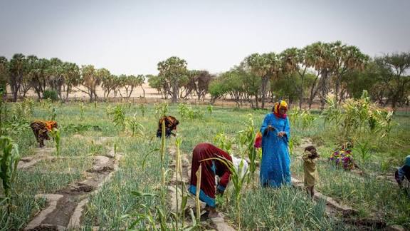 Sahel's pastoralists as allies in climate action - Naturenews.africa