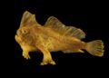 Nat Geo Sartore’s Photo Ark captures 18,000 animals in 20 years