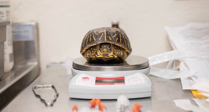 Bronx zoo aids 800 turtles seized from illegal trade