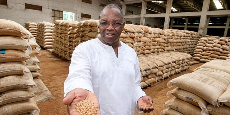 Shortage of foundation seed threatens West Africa’s improved crop supply